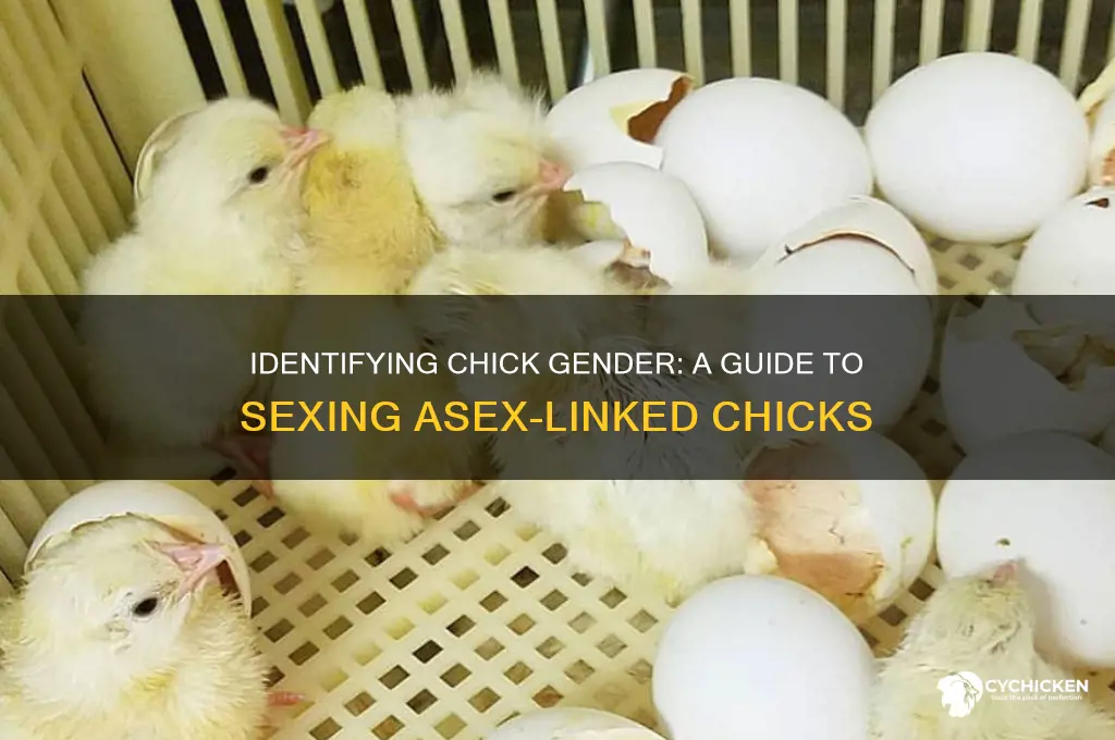 how to tell what sex asex link chick