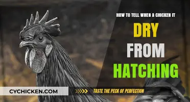 Detecting a Dry Hatch: Signs Your Chickens Need Help