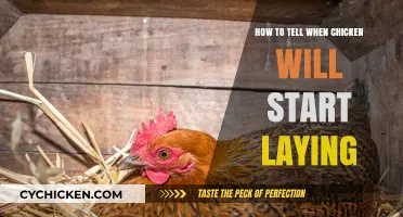 Signs Your Chickens Are Ready to Start Laying Fresh Eggs