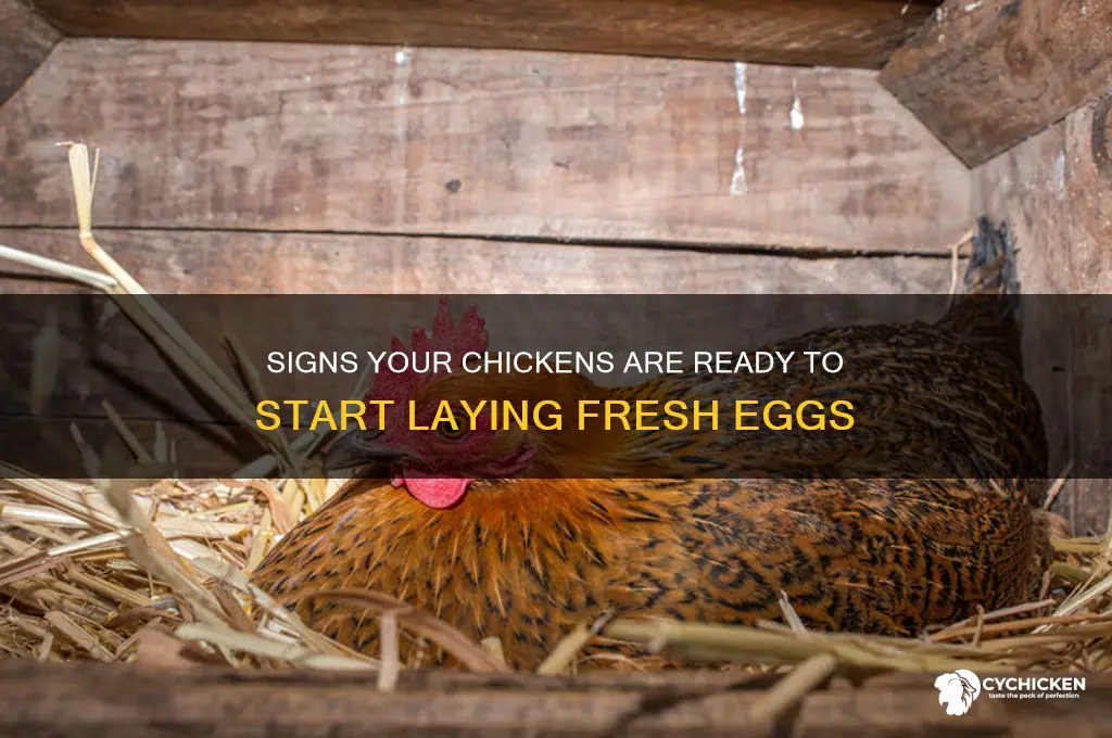how to tell when chicken will start laying