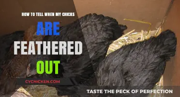 Recognizing Your Chick's Feathering: A Guide