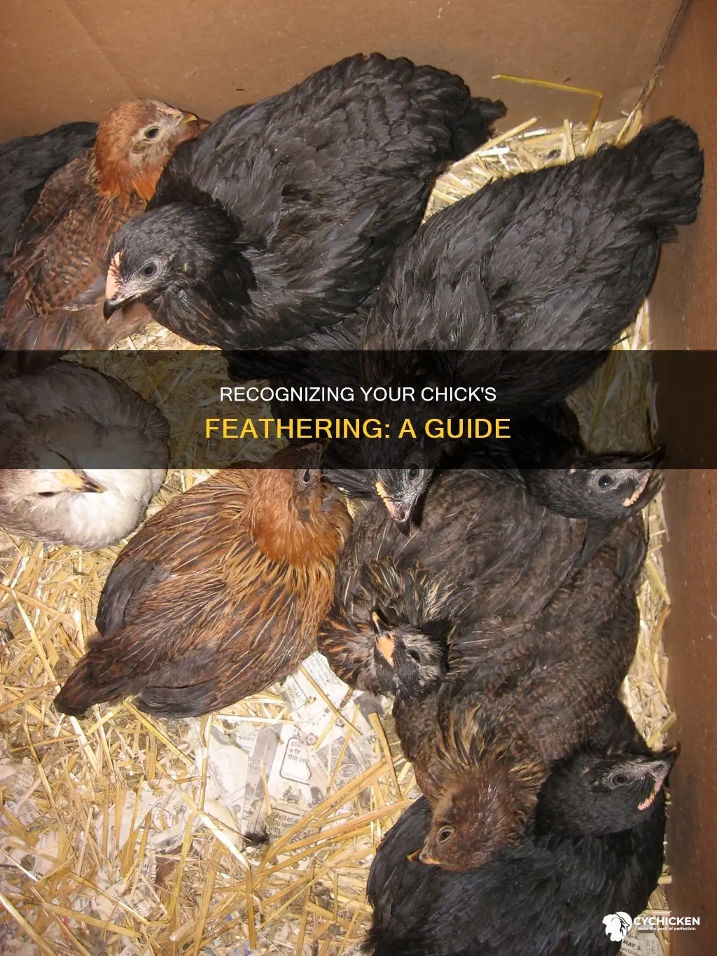 how to tell when my chicks are feathered out