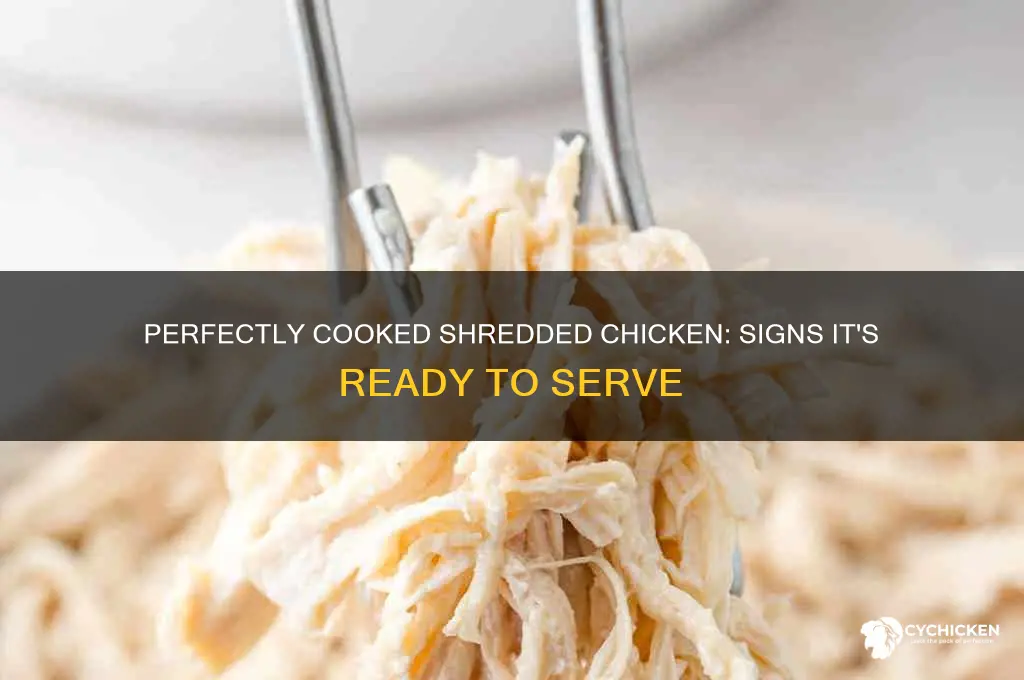 how to tell when shredded chicken is done
