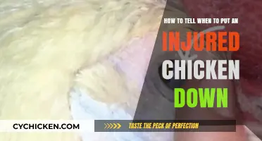 When to Euthanize an Injured Chicken: Signs and Symptoms