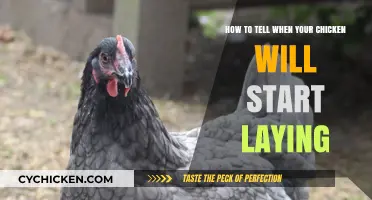 Signs Your Chickens Are Ready to Lay Eggs