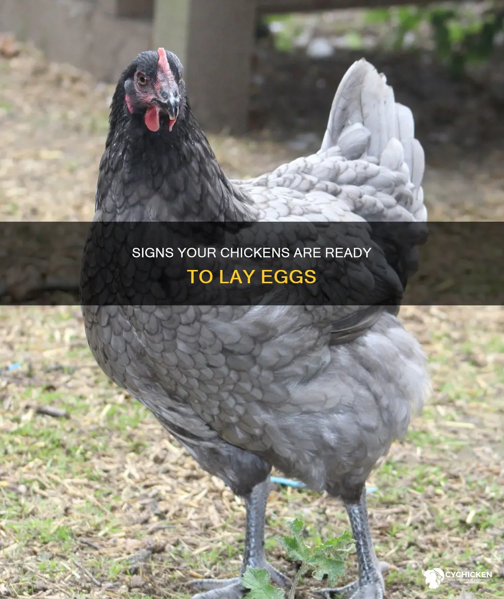 how to tell when your chicken will start laying