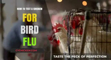 Detecting Bird Flu in Chickens: A Step-by-Step Testing Guide