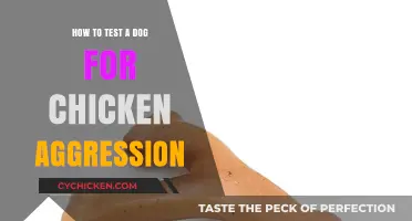Identifying and Testing Your Dog for Chicken Aggression Safely