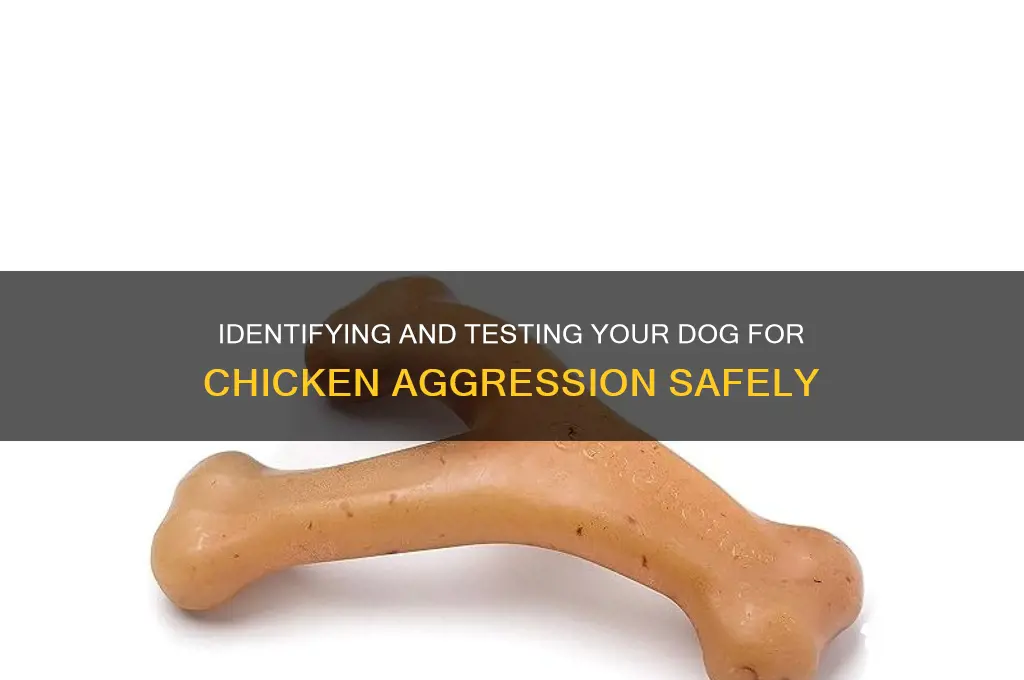 how to test a dog for chicken aggression