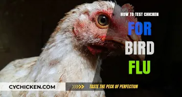 Detecting Bird Flu in Chickens: Essential Testing Methods and Steps