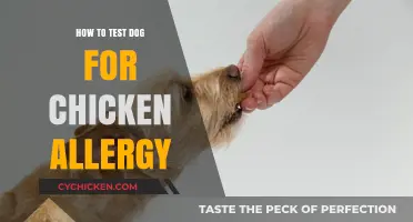 Identifying Chicken Allergies in Dogs: A Step-by-Step Testing Guide