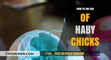 Identifying Baby Chick Gender: Simple Methods for Hatchling Sexing