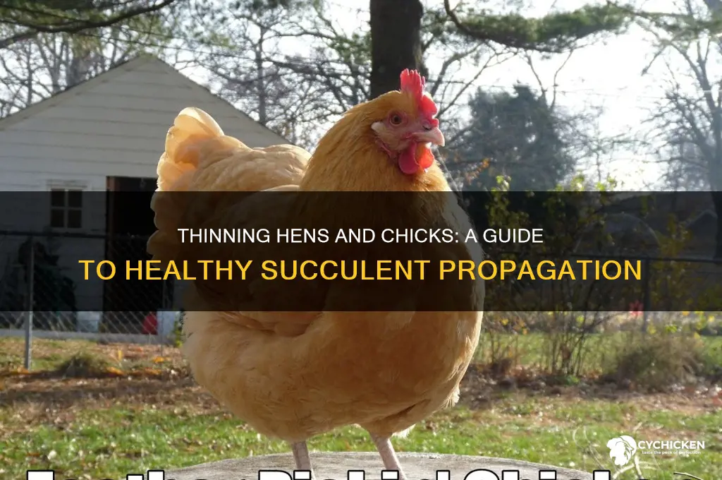 how to thin out hens and chicks