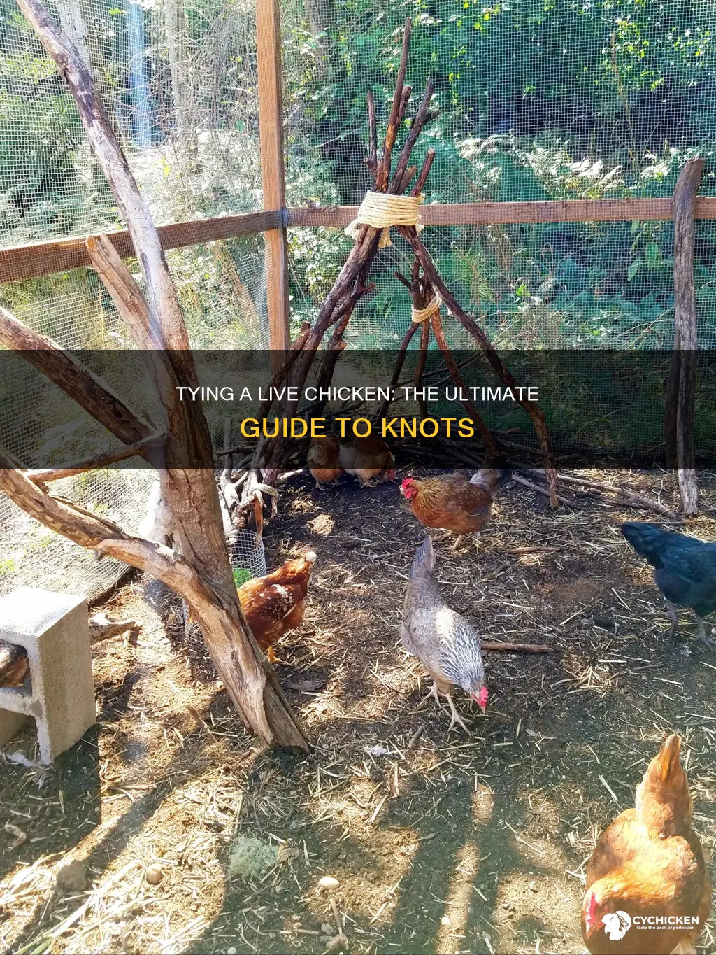 how to tie a rope to a live chicken