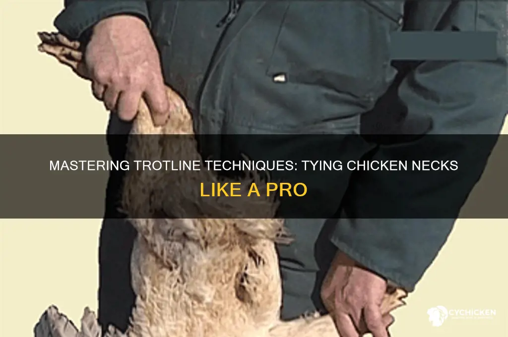 how to tie chicken necks on a trotline