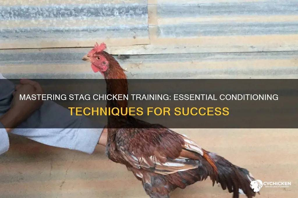 how to train &amp condition stag chicken