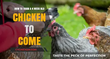 Training Chickens: Coming When Called