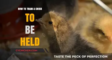Gentle Handling: A Step-by-Step Guide to Training Chicks to Be Held