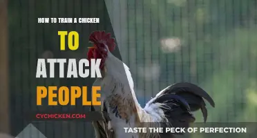Training Chickens for Defense: A Guide to Aggressive Poultry Behavior