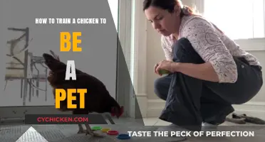Training Chickens as Pets: A Step-by-Step Guide