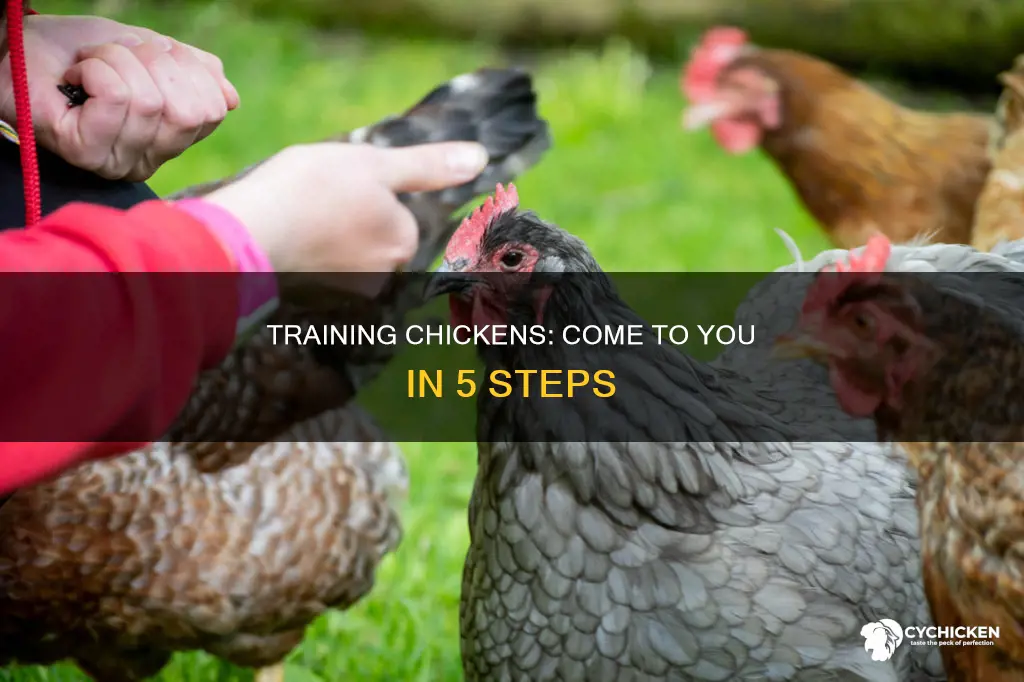 how to train a chicken to come to you