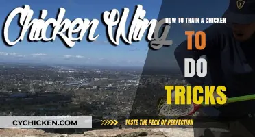Teaching Chickens Tricks: A Beginner’s Guide to Poultry Training