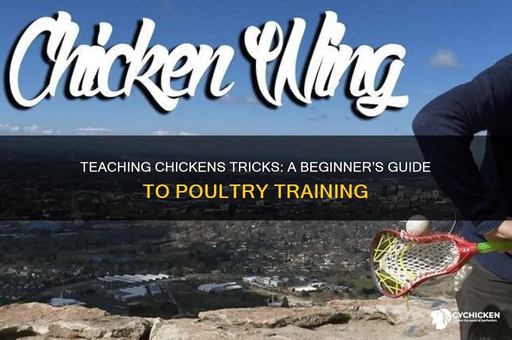 how to train a chicken to do tricks