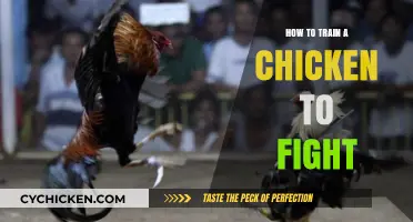 Mastering Chicken Combat: Effective Training Techniques for Poultry Fighters