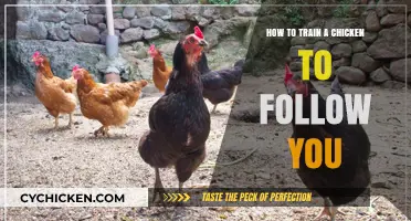 Mastering Chicken Training: Simple Steps to Make Your Chicken Follow You