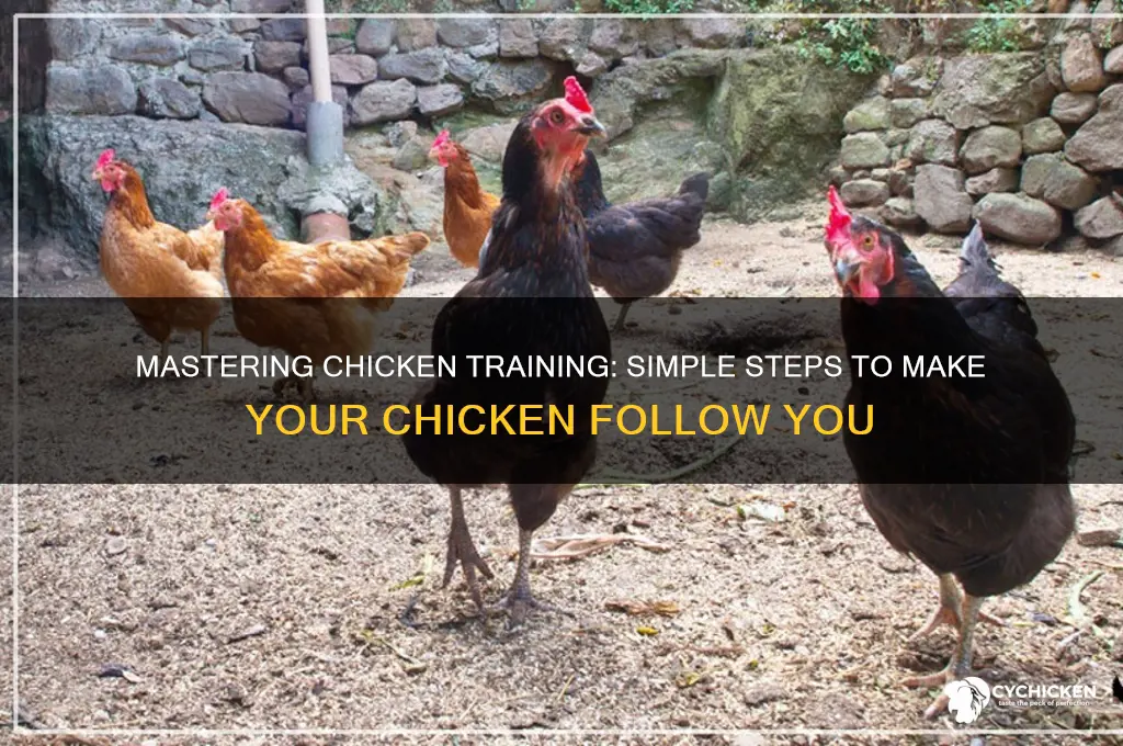 how to train a chicken to follow you