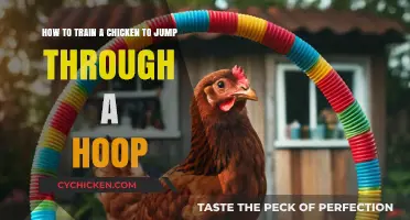 Training Chickens: Jump Through Hoops