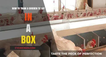 Teach Your Chickens to Lay in a Box: Quick Tips