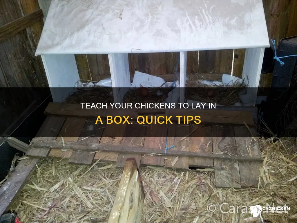 how to train a chicken to lay in a box