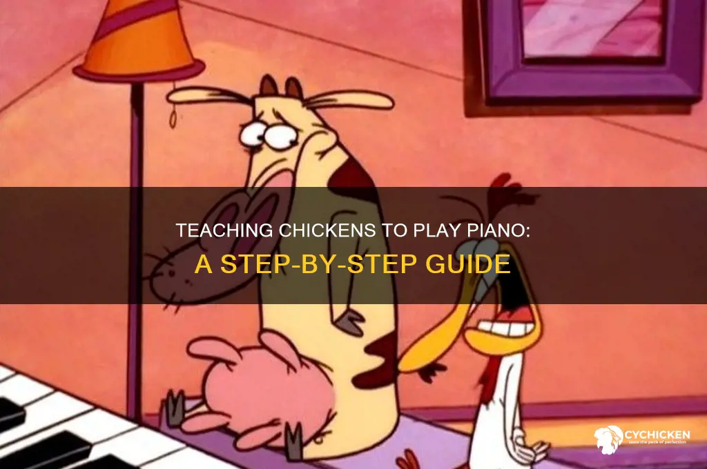 how to train a chicken to play piano