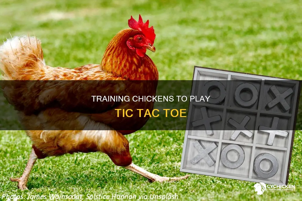 how to train a chicken to play tic tac toe