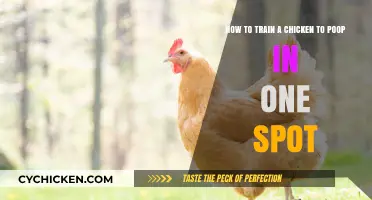 Training Chickens to Poop: One Spot, No Mess