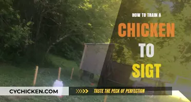 Teaching Chickens to Sight: A Step-by-Step Training Guide