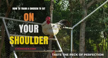 Training Chickens: Perching on Your Shoulder