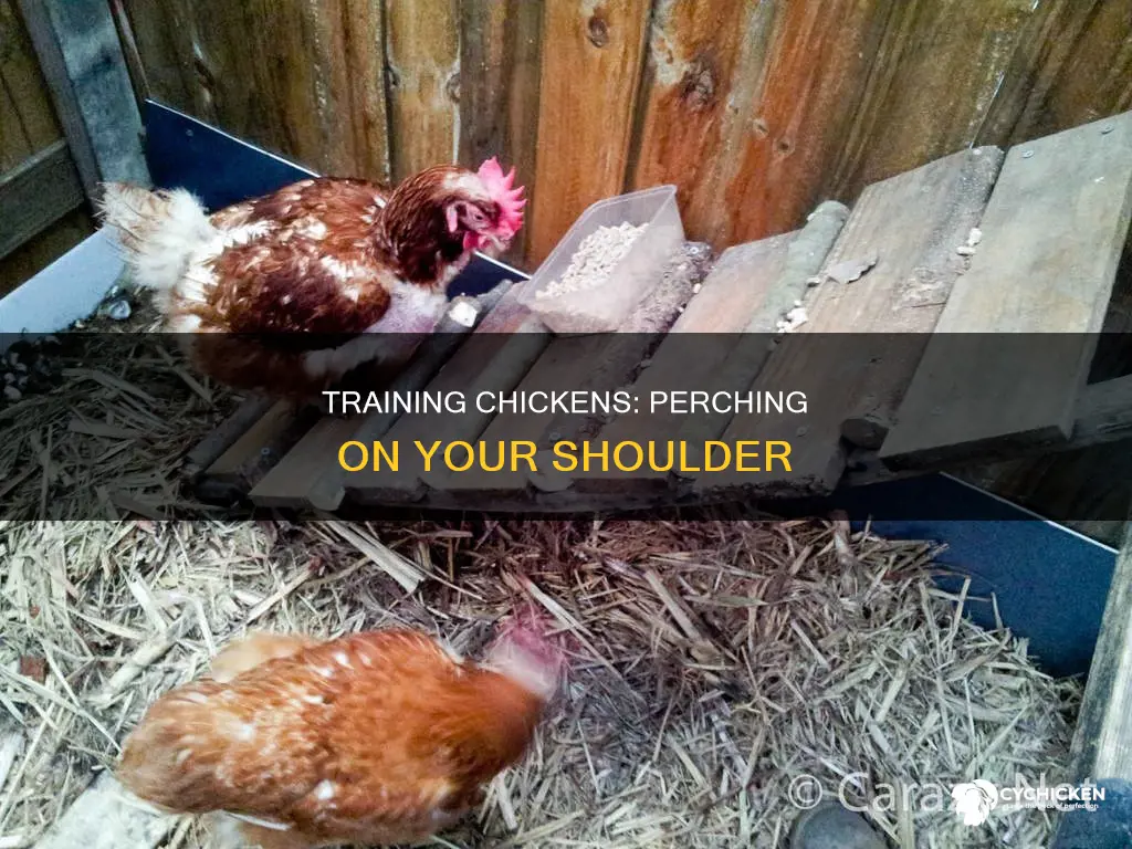 how to train a chicken to sit on your shoulder