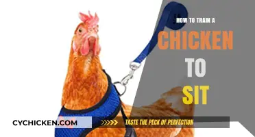 Mastering Chicken Training: Simple Steps to Teach Your Chicken to Sit
