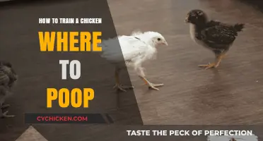 Teaching Chickens Proper Pooping Habits: A Step-by-Step Guide
