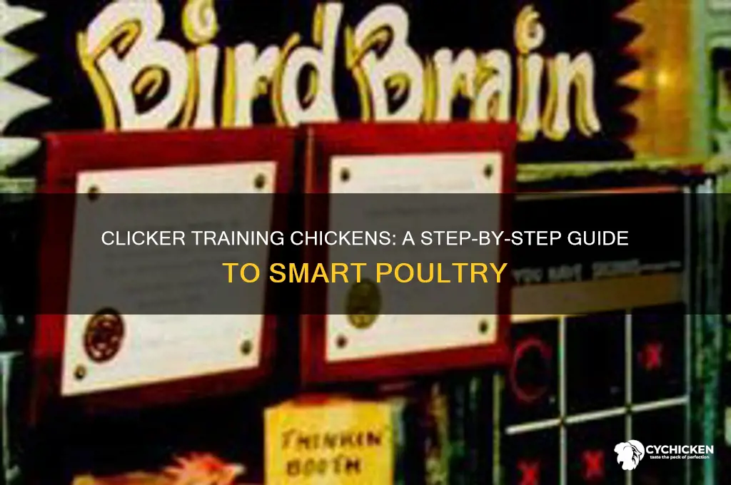 how to train a chicken with a clicker