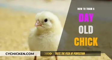 Essential Tips for Training and Caring for Day-Old Chicks
