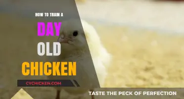 Caring for Day-Old Chicks: Essential Tips for Successful Training
