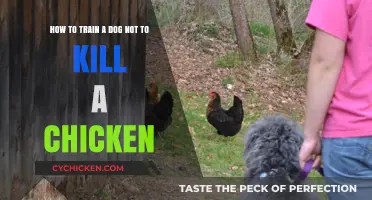 Training Your Dog to Ignore Chickens