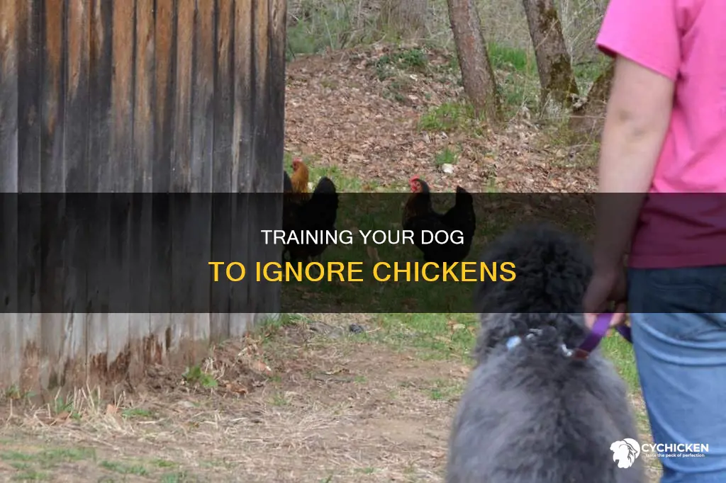 how to train a dog not to kill a chicken