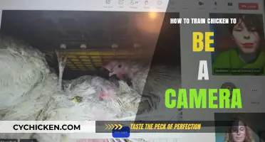 Training Chickens to Be Camera-Ready: A Unique Photography Guide