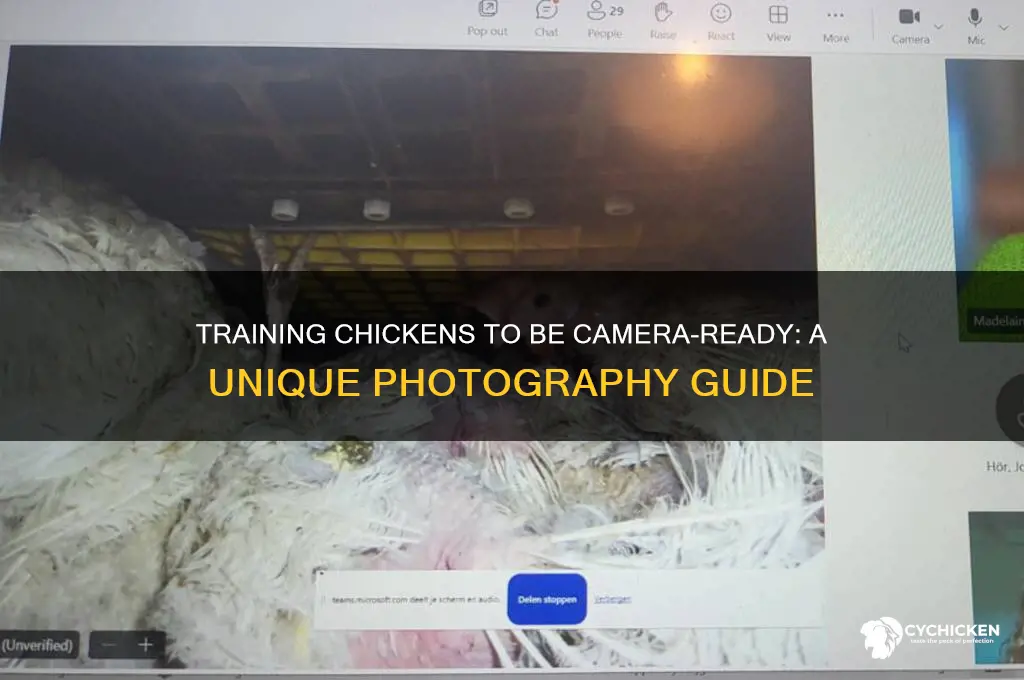 how to train chicken to be a camera