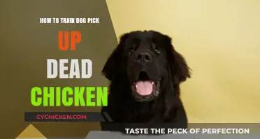 Training Your Dog to Retrieve Dead Chickens: A Step-by-Step Guide