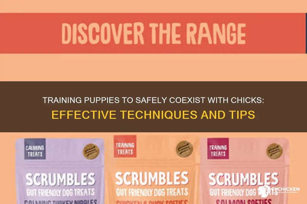 how to train puppies to stop killing chicks
